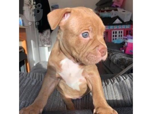 Pitbull